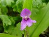 Show product details for Roscoea alpina